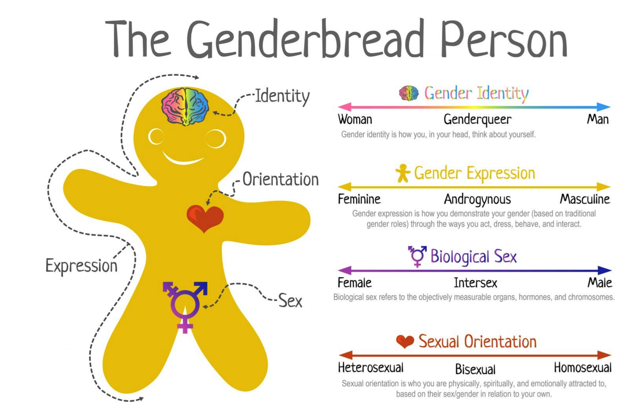 gender spectrum essay